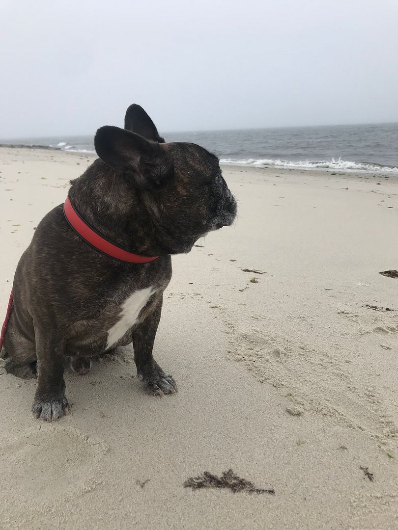 frenchie on the beach national escargot day