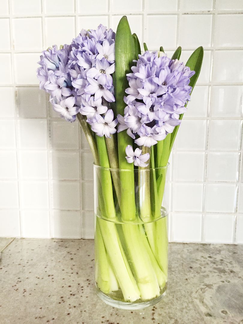 happy weekend hyacinths