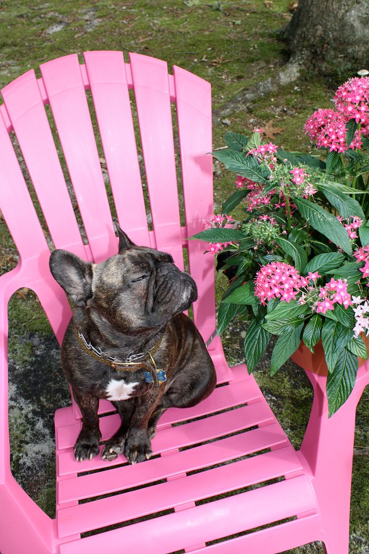 My favorite vacation photos - Clark the French Bulldog knows how to do vacations