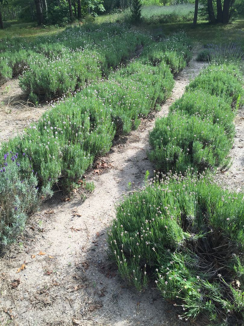 cape cod lavender farm