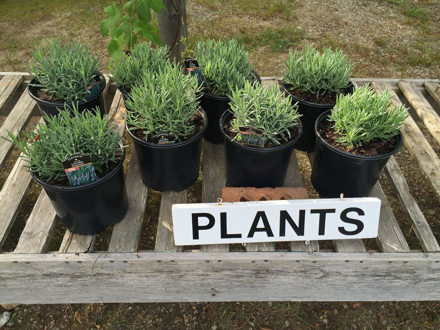 cape cod lavender farm