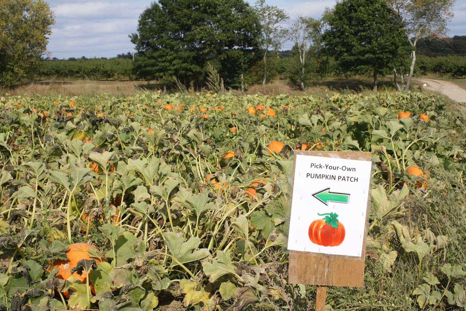 Ward's Berry Farm pumpkins