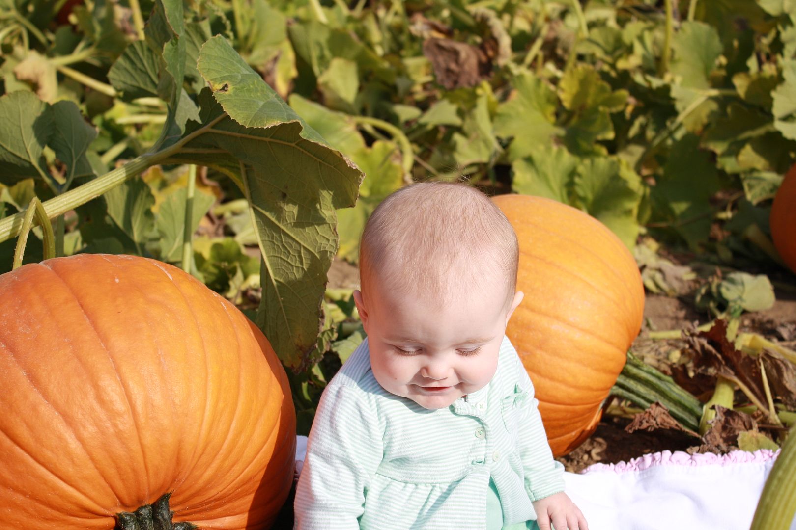 baby in pumpkin patch