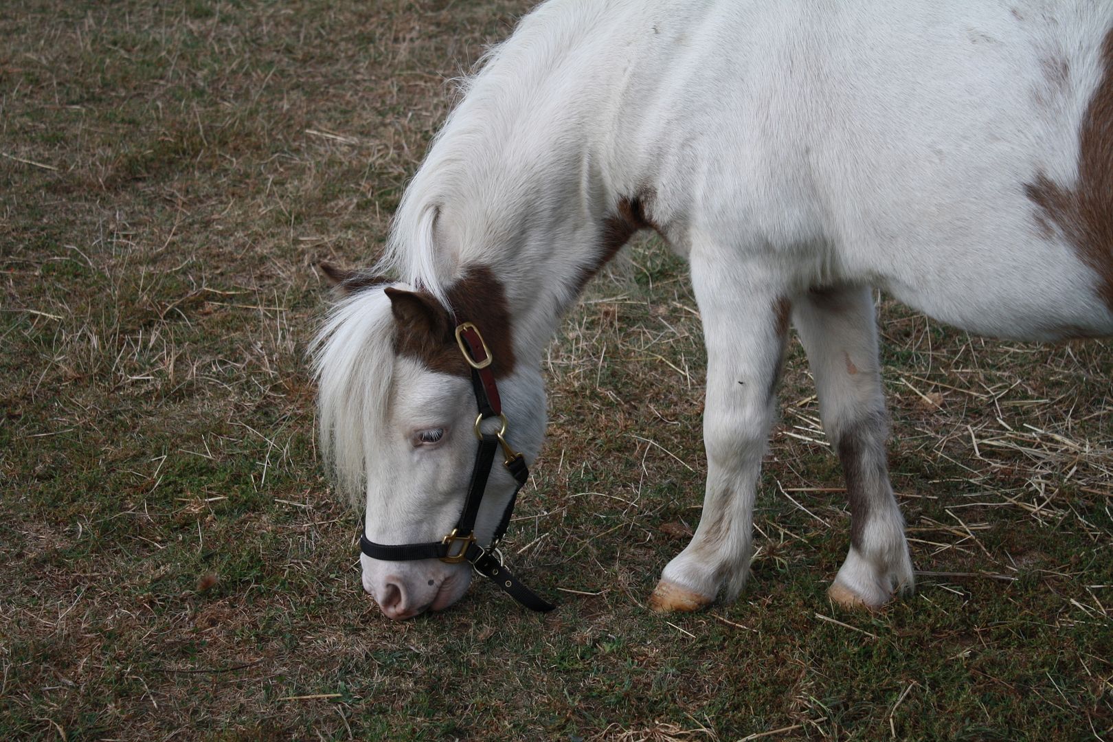 fly fly lil sebastian