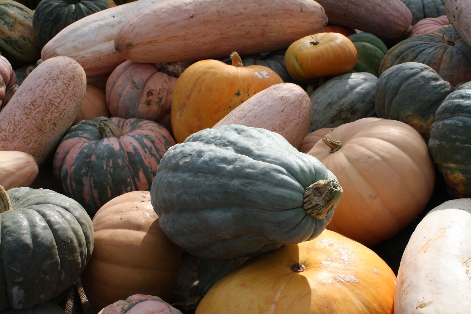 heirloom gourds