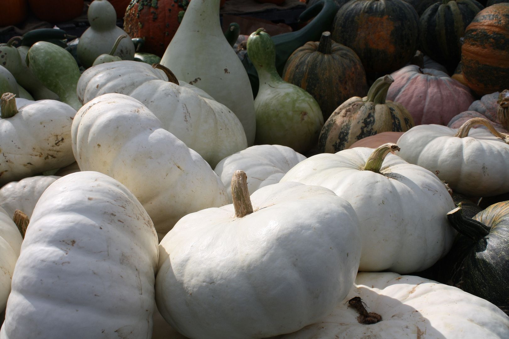 white pumpkins