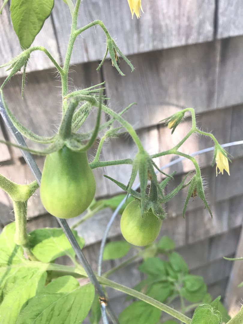 late summer bliss tomatoes