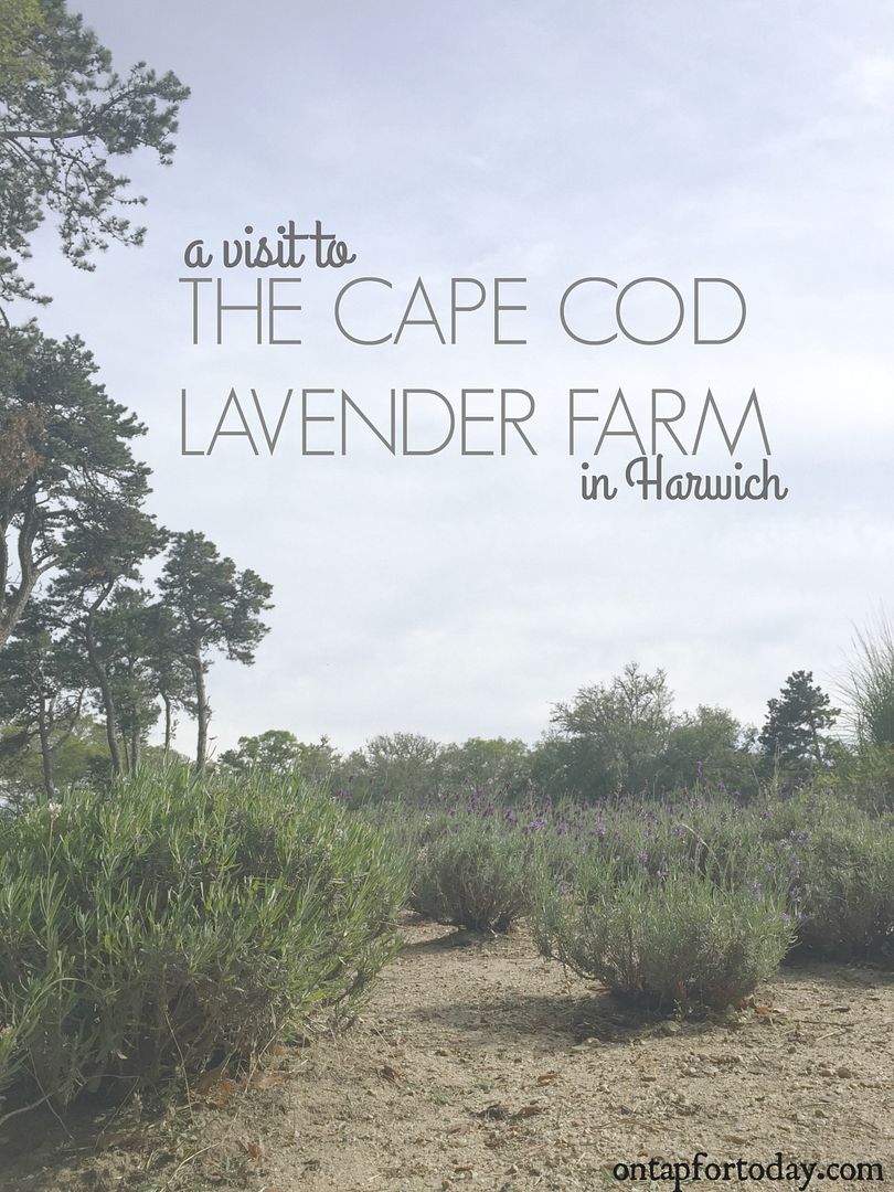 cape cod lavender farm