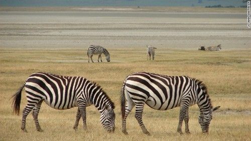 vườn quốc gia Serengeti