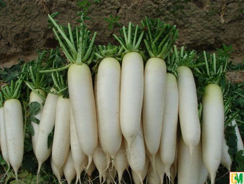 nước ép củ cải