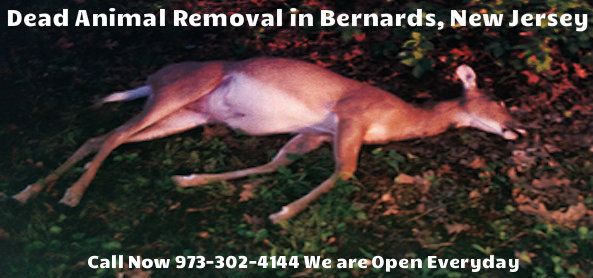 animal carcass removal in bernards nj - disposal of dead animal carcass in bernards new jersey