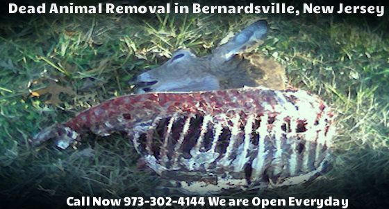 animal carcass removal bernardsville nj - disposal of dead animal carcass in bernardsville new jersey