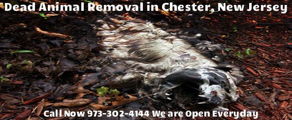 animal carcass removal in chester nj - disposal of dead animal carcass in chester new jersey