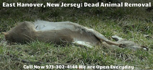 animal carcass removal in east hanover nj - disposal of dead animal carcass in east hanover new jersey