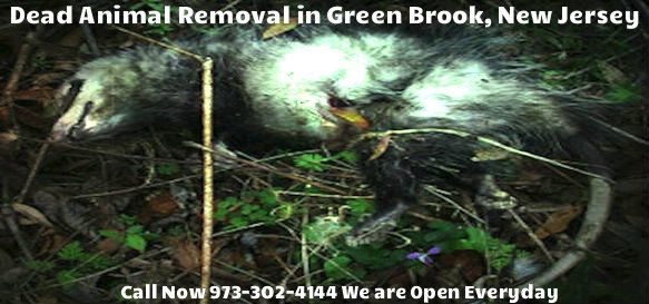 dead animal carcass removal in green brook nj - disposal of dead animal carcass in green brook new jersey