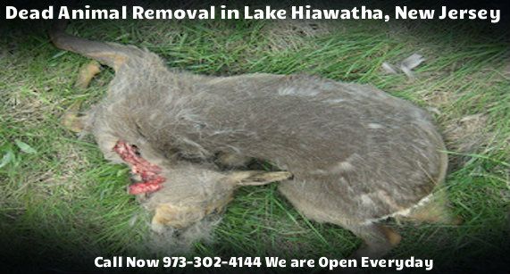 dead animal carcass removal in lake hiawatha nj - disposal of dead animal carcass in lake hiawatha new jersey