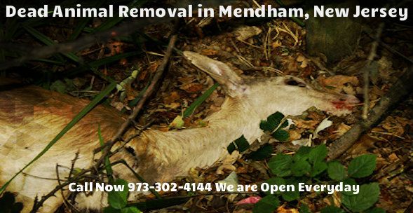 animal carcass removal in mendham nj - disposal of dead animal in mendham new jersey
