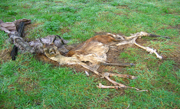 animal carcass removal in Monmouth County NJ - dead animal in the ground Monmouth County NJ