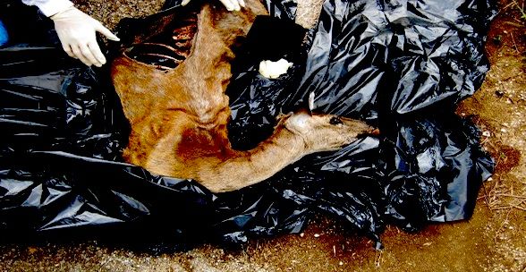 animal-carcass-removal-monroe-nj animal carcass removal monroe nj - disposal of dead wild animal monroe new jersey