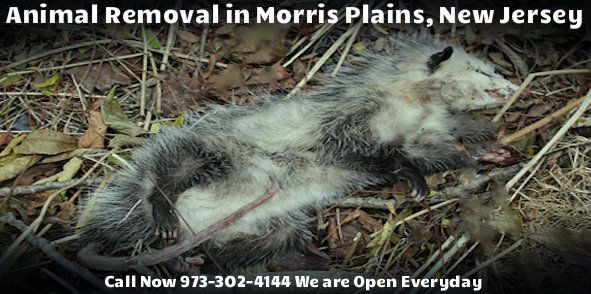 animal carcass removal in morris plains nj - disposal of dead animal carcass removal in morris plains new jersey