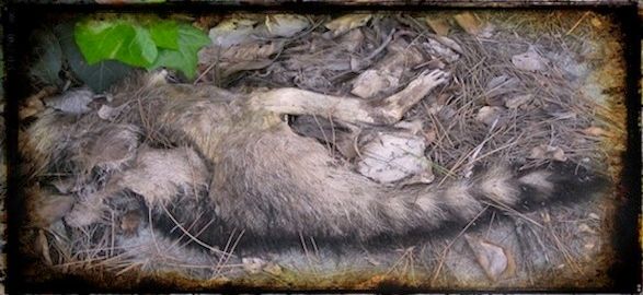 animal carcass removal in morristown nj - picking wild animal carcass in morristown new jersey