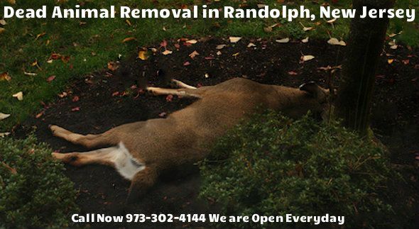 animal carcass removal in randolph nj - disposal of dead animal carcass removal in randolph new jersey