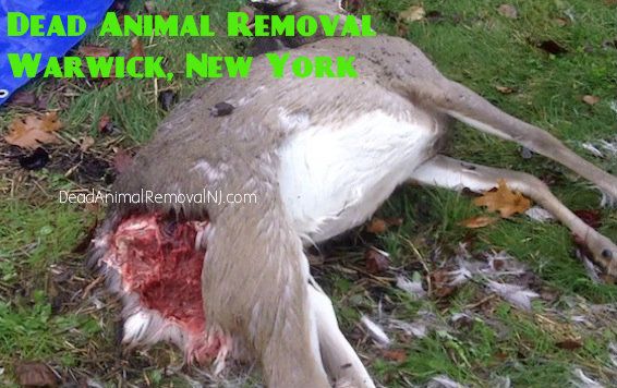 animal-carcass-removal-warwick-ny animal carcass removal warwick ny - disposal of dead animal carcass in warwick new york