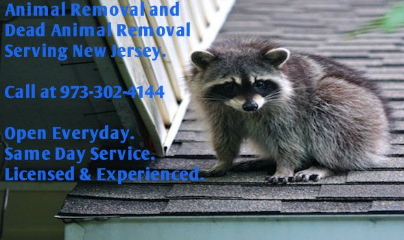 animal control bergenfield nj - wildlife removal bergenfield new jersey