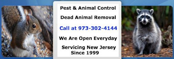 animal-control-berkeley-heights-nj animal control berkeley heights nj - wildlife removal berkeley heights new jersey