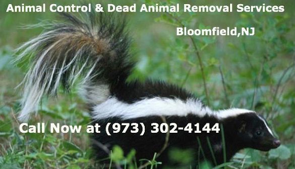 animal control bloomfield nj wildlife services new jersey