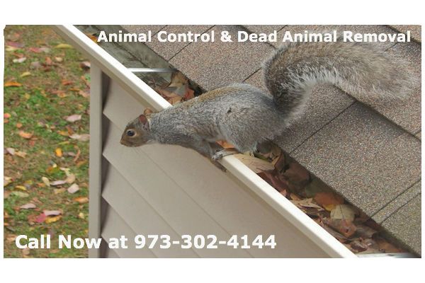 animal control clifton nj - wildlife removal clifton new jersey