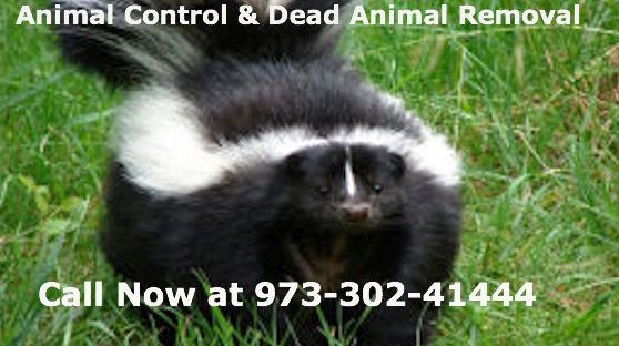 essex county nj animal control - wildlife control essex county