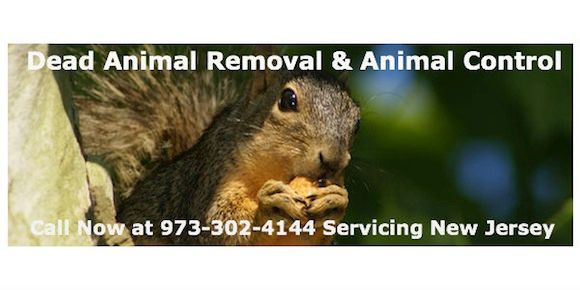 animal control fair lawn nj - wildlife removal fair lawn new jersey