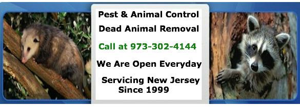 animal control kenilworth nj - wildlife removal kenilworth new jersey
