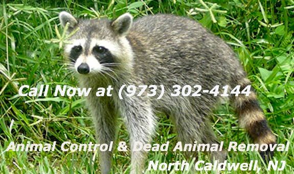 North Caldwell NJ: A Dead Animal Removal Service is Effective and