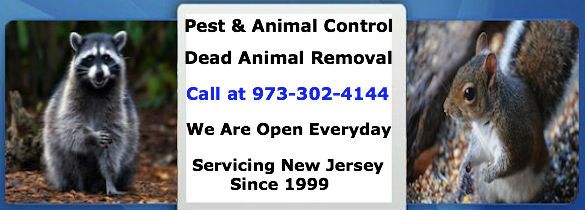 animal control nutley nj - wildlife removal nutley new jersey