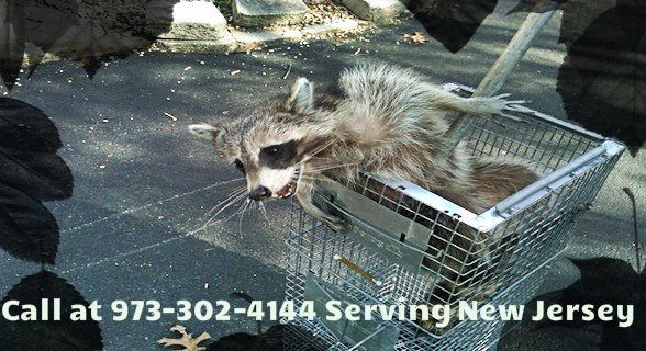 animal-control-parsippany-nj animal control parsippany nj - wildlife removal parsippany new jersey