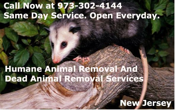animal control somerset nj - wildlife removal somerset new jersey