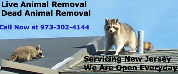 animal control watchung nj - wildlife removal watchung new jersey