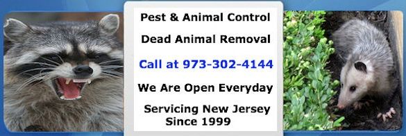 animal control west orange nj - wildlife removal west orange new jersey