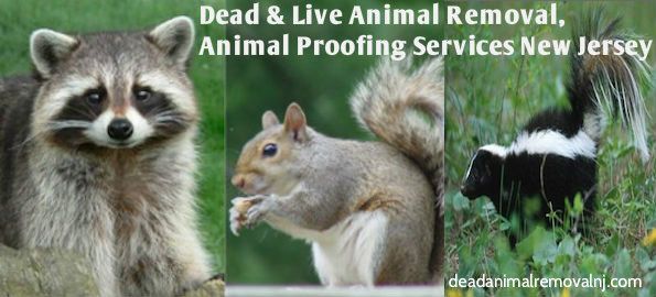 animal-control-wyckoff-nj animal control Wyckoff NJ - wildlife removal Wyckoof New Jersey