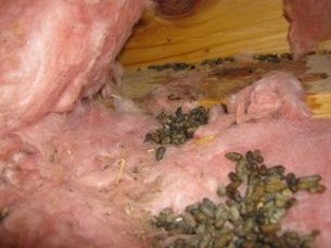 animal-droppings-clean-up-nj animal droppings clean up NJ - animal droppings services in New Jersey