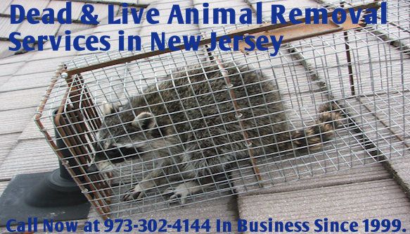 animal removal Totowa NJ - wildlife removal Totowa New Jersey