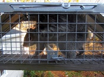 animal-trapping-nj animal trapping in NJ - all type of animal trapping and removal in New Jersey