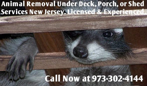 animal removal underneath deck, porch, shed - wildlife removal in New Jersey