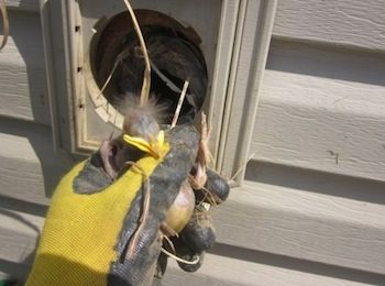 bird in vent NJ - animal removal in New Jersey title=