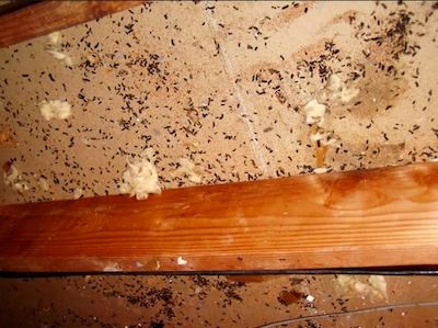 clean up mice droppings services new jersey - dead mice droppings removal nj