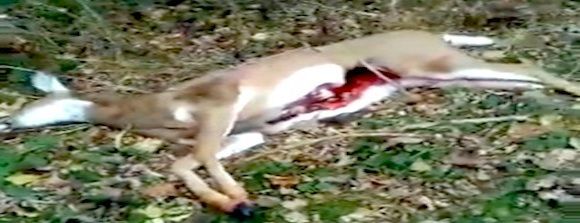 dead animal carcass removal in englewood cliffs nj - pick up dead animal carcasses in englewood cliffs new jersey
