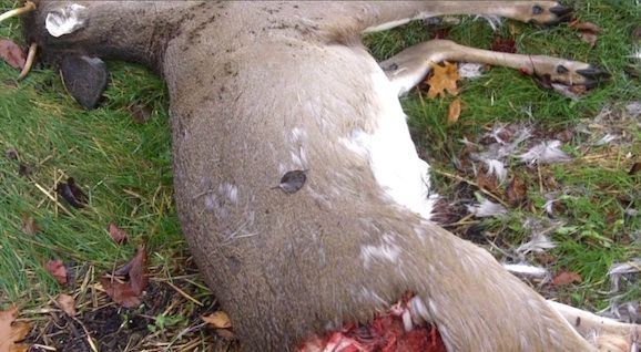 dead animal carcass removal hillsborough nj - picking up animal carcass services hillsborough new jersey
