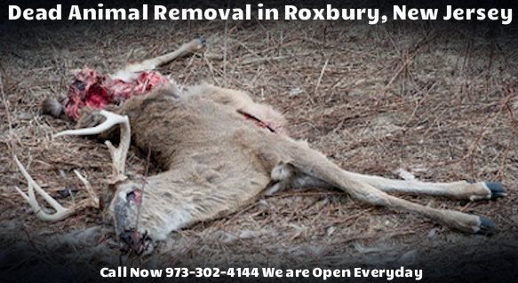 dead-deer-carcass-removal-roxbury-nj dead animal carcass removal in roxbury nj - disposal of animal carcass services in roxbury new jersey